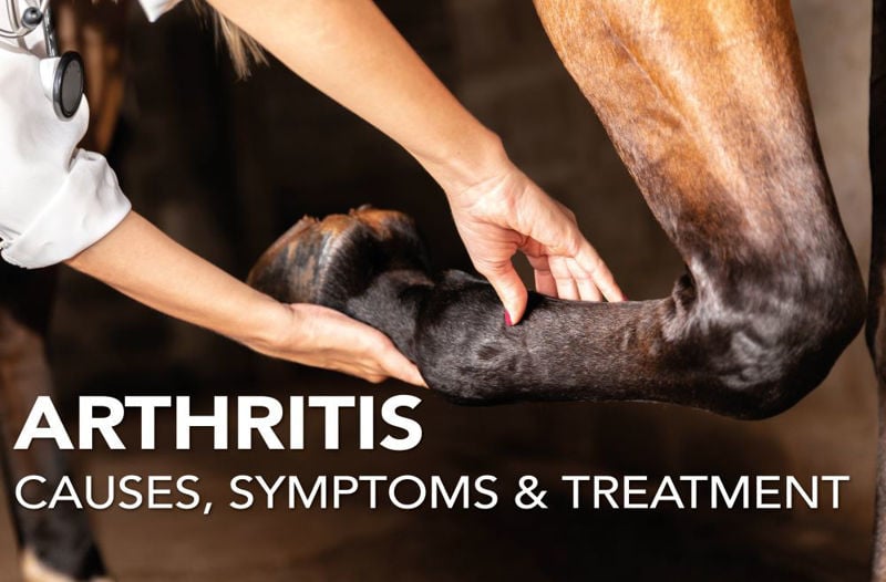 Arthritis in Horses: Causes, Symptoms, Treatment | Equine Science Matters™